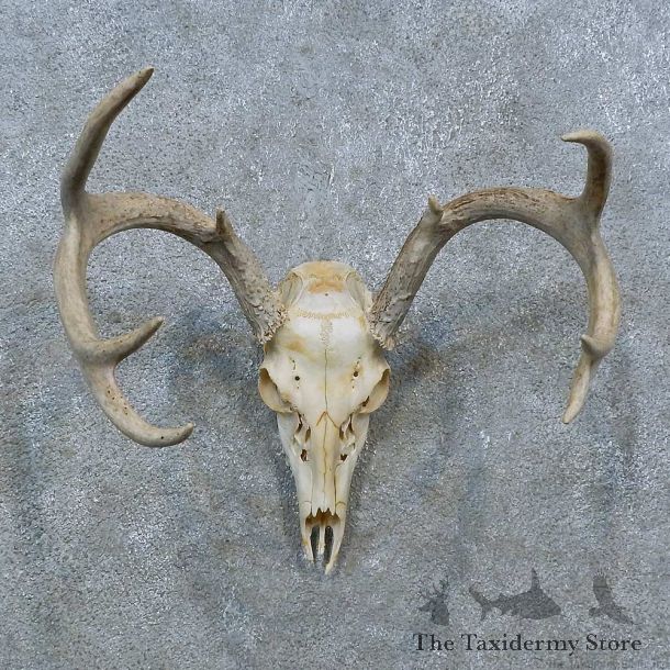 Whitetail Deer Skull Antler European Mount For Sale #15370 @ The Taxidermy Store
