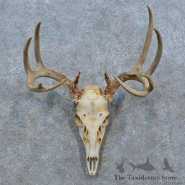 Whitetail Deer Skull Antler European Mount For Sale #15371 @ The Taxidermy Store