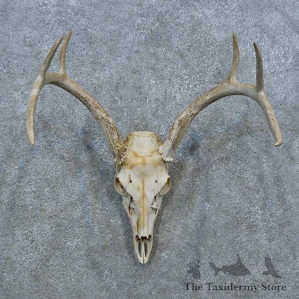 Whitetail Deer Skull Antler European Mount For Sale #15372 @ The Taxidermy Store