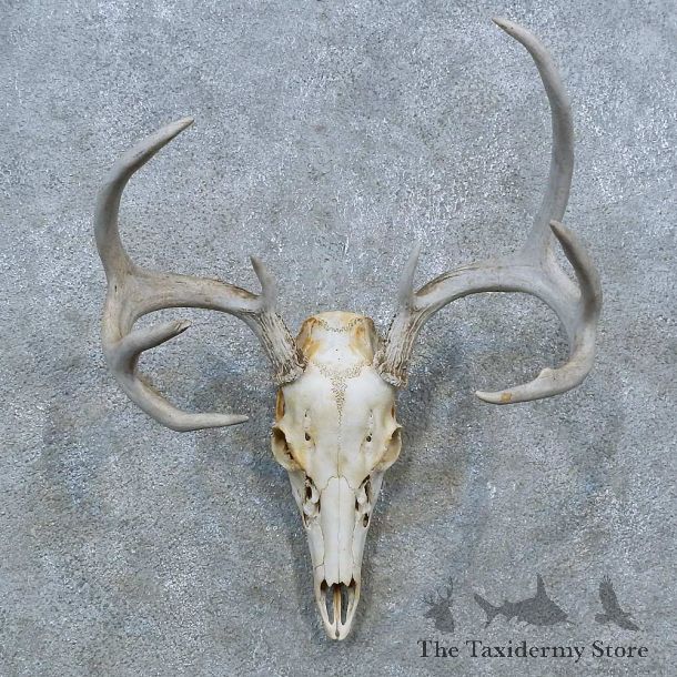 Whitetail Deer Skull Antler European Mount For Sale #15373 @ The Taxidermy Store