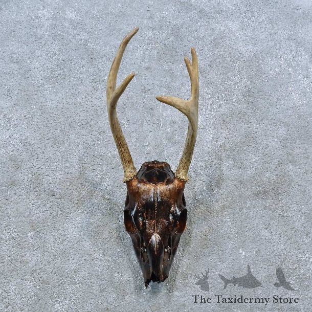 Whitetail Deer Skull Antler European Mount For Sale #15381 @ The Taxidermy Store