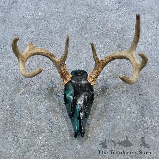 Whitetail Deer Skull Antler European Mount For Sale #15382 @ The Taxidermy Store
