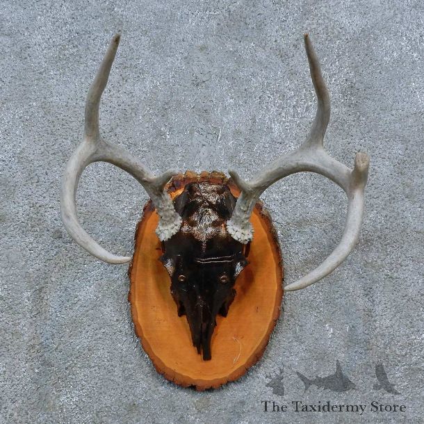 Whitetail Deer Skull Antler European Mount For Sale #15383 @ The Taxidermy Store