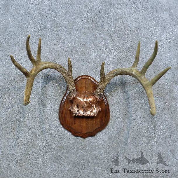 Whitetail Deer Antler Plaque Mount For Sale #15392 @ The Taxidermy Store