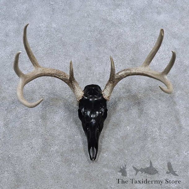 Whitetail Deer Skull Antler European Mount For Sale #15634 @ The Taxidermy Store