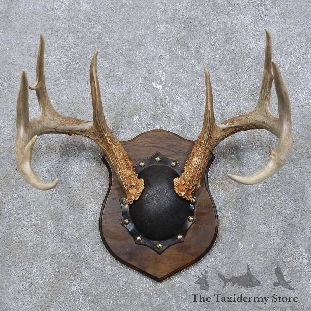 Whitetail Deer Antler Plaque Mount For Sale #15770 @ The Taxidermy Store