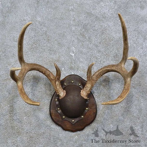 Whitetail Deer Antler Plaque Mount For Sale #15771 @ The Taxidermy Store