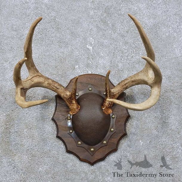 Whitetail Deer Antler Plaque Mount For Sale #15773 @ The Taxidermy Store