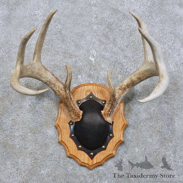 Whitetail Deer Antler Plaque Mount For Sale #15775 @ The Taxidermy Store