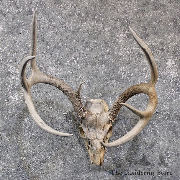 Whitetail Deer European Mount #11663 For Sale @ The Taxidermy Store
