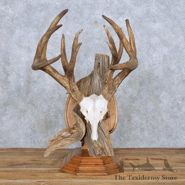Whitetail Deer Quad Main Beam Antler Mount For Sale #14009 @ The Taxidermy Store