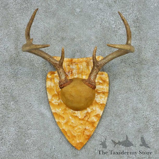 Whitetail Deer Antler Plaque Mount #13684 For Sale @ The Taxidermy Store