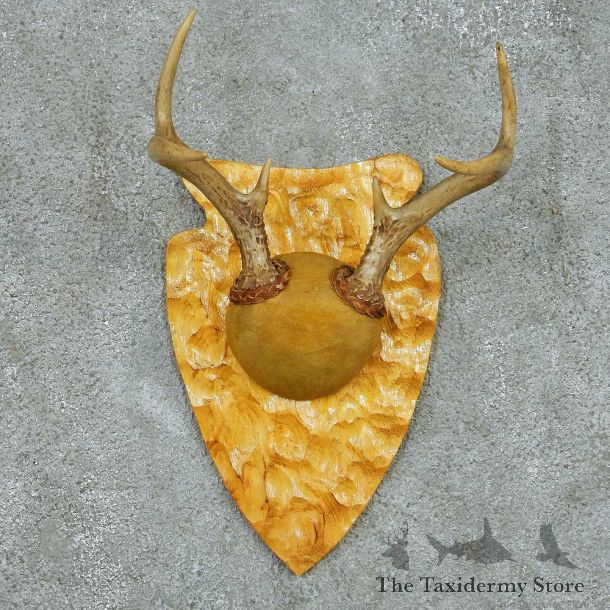 Whitetail Deer Antler Plaque Mount #13685 For Sale @ The Taxidermy Store