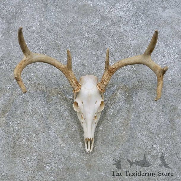 Whitetail Deer Skull European Mount For Sale #14635 @ The Taxidermy Store