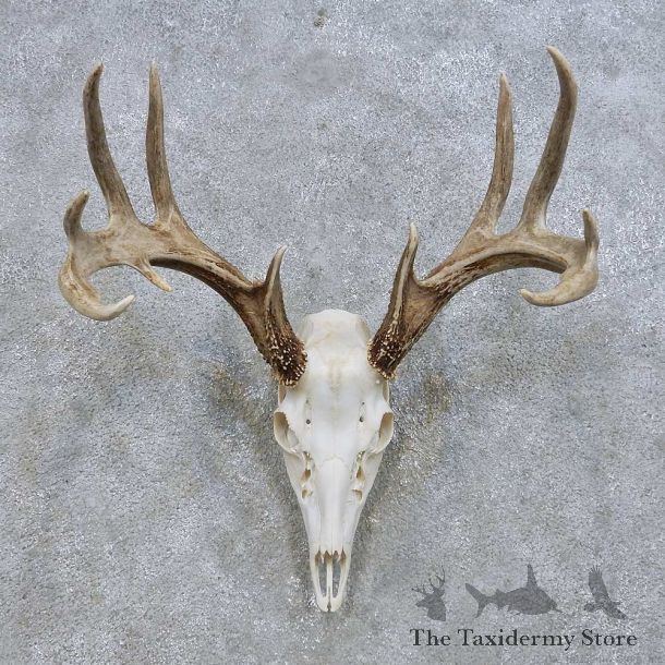Whitetail Deer Skull European Mount For Sale #14636 @ The Taxidermy Store