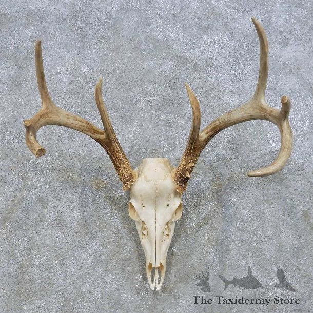 Whitetail Deer Skull European Mount For Sale #14637 @ The Taxidermy Store