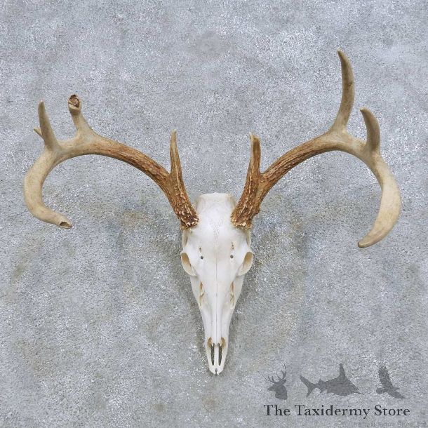 Whitetail Deer Skull European Mount For Sale #14639 @ The Taxidermy Store