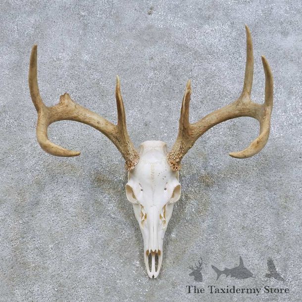 Whitetail Deer Skull European Mount For Sale #14642 @ The Taxidermy Store