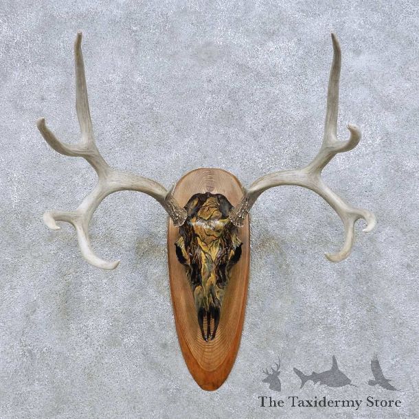 Whitetail Deer Skull European Mount For Sale #14643 @ The Taxidermy Store