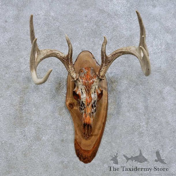 Whitetail Deer Skull European Mount For Sale #14644 @ The Taxidermy Store