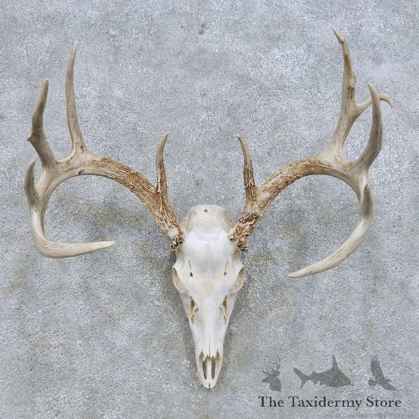 Whitetail Deer Skull European Mount For Sale #14645 @ The Taxidermy Store