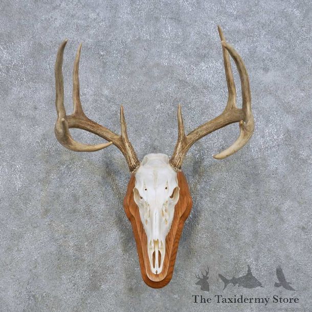 Whitetail Deer Skull European Mount For Sale #14646 @ The Taxidermy Store