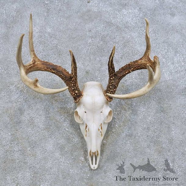 Whitetail Deer Skull European Mount For Sale #14648 @ The Taxidermy Store
