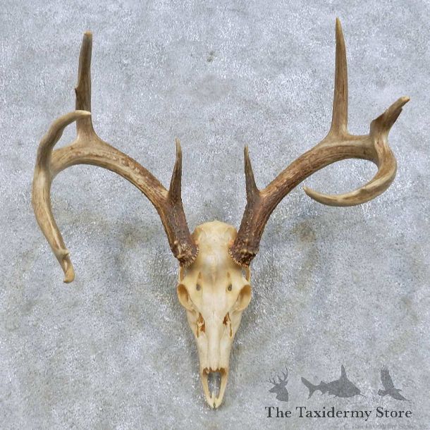 Whitetail Deer Skull European Mount For Sale #14650 @ The Taxidermy Store