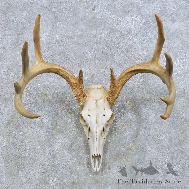 Whitetail Deer Skull European Mount For Sale #14656 @ The Taxidermy Store