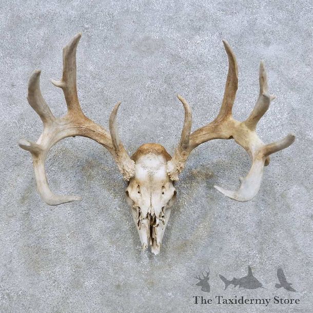 Whitetail Deer Skull European Mount For Sale #14659 @ The Taxidermy Store