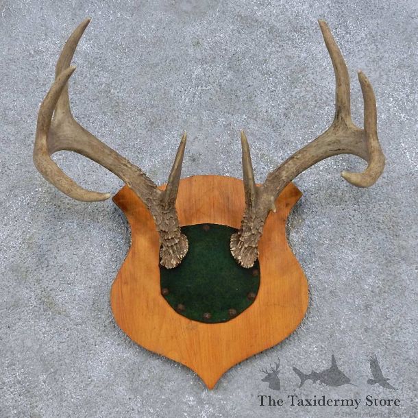 Whitetail Deer Antler Plaque Mount For Sale #14661 @ The Taxidermy Store