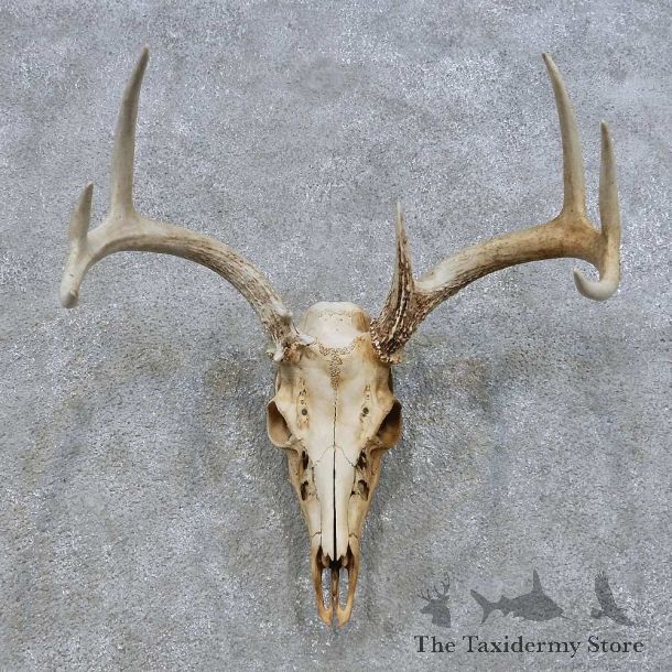 Whitetail Deer Skull European Mount For Sale #14673 @ The Taxidermy Store