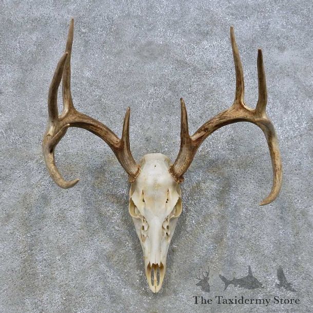 Whitetail Deer Skull European Mount For Sale #14672 @ The Taxidermy Store