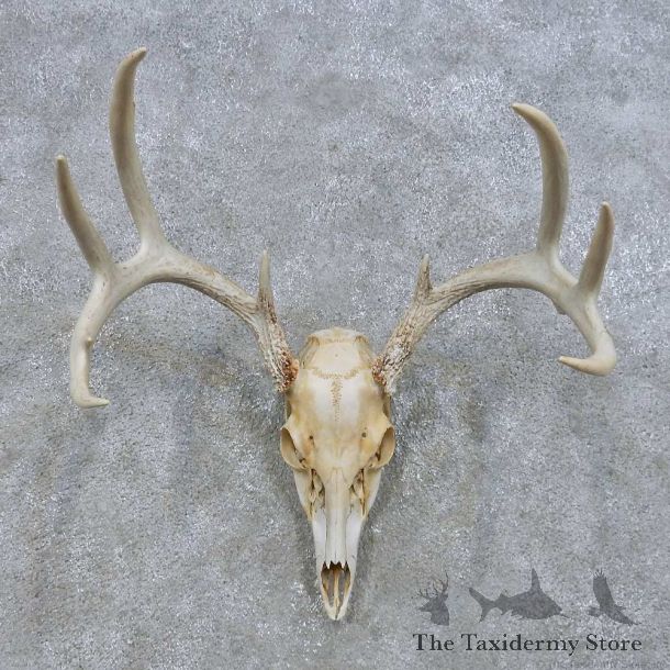 Whitetail Deer Skull European Mount For Sale #14674 @ The Taxidermy Store