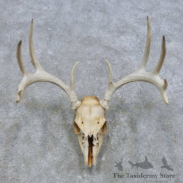 Whitetail Deer Skull European Mount For Sale #14675 @ The Taxidermy Store