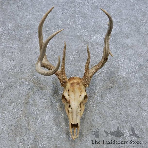 Whitetail Deer Skull European Mount For Sale #14678 @ The Taxidermy Store