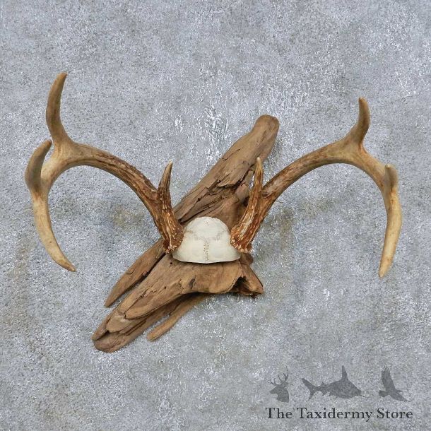 Whitetail Deer Antler Mount For Sale #14760 @ The Taxidermy Store