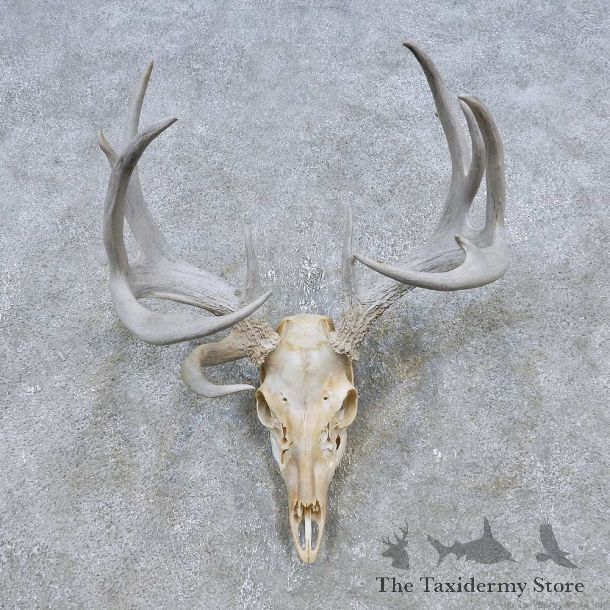Whitetail Deer Skull European Mount For Sale #14761 @ The Taxidermy Store