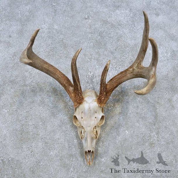 Whitetail Deer Skull European Mount For Sale #14769 @ The Taxidermy Store