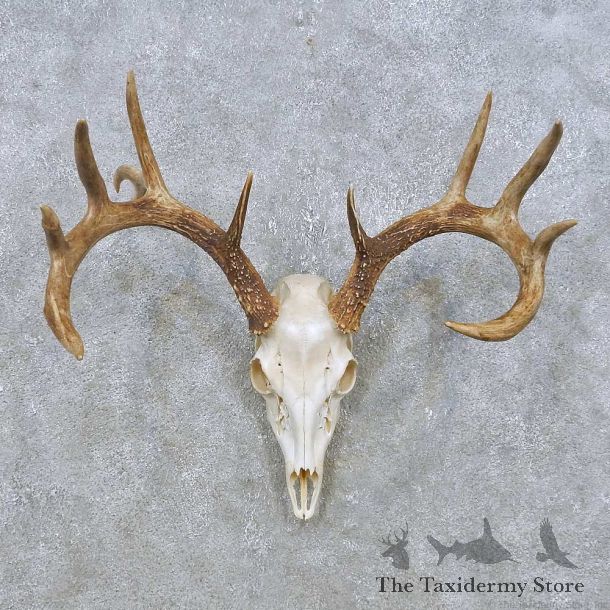 Whitetail Deer Skull European Mount For Sale #14932 @ The Taxidermy Store