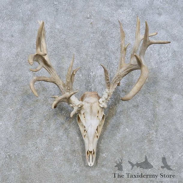 Whitetail Deer Skull European Mount For Sale #14933 @ The Taxidermy Store