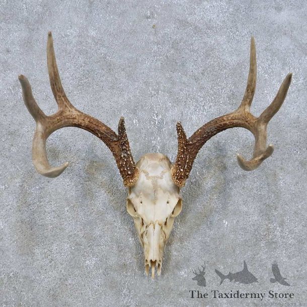 Whitetail Deer Skull European Mount For Sale #14934 @ The Taxidermy Store