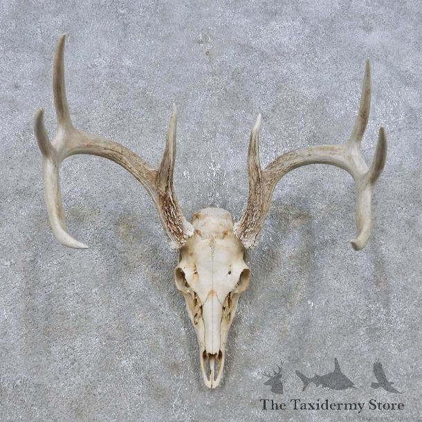 Whitetail Deer Skull European Mount For Sale #14935 @ The Taxidermy Store