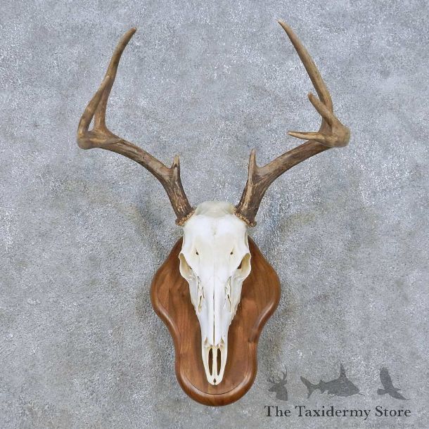 Whitetail Deer Skull European Mount For Sale #14936 @ The Taxidermy Store
