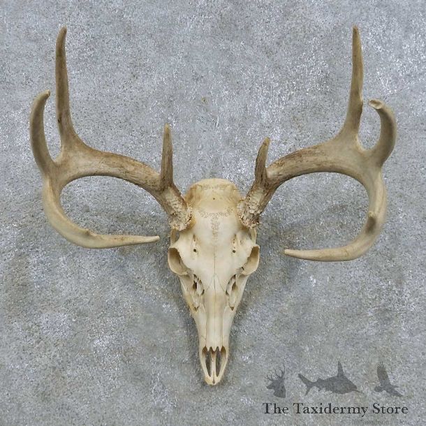 Whitetail Deer Antler Mount For Sale #15145 @ The Taxidermy Store