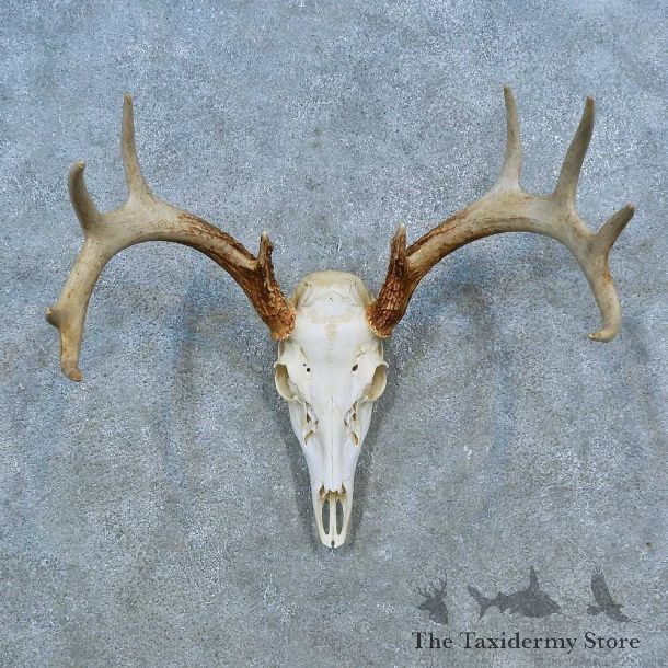 Whitetail Deer Skull Antler European Mount For Sale #15523 @ The Taxidermy Store