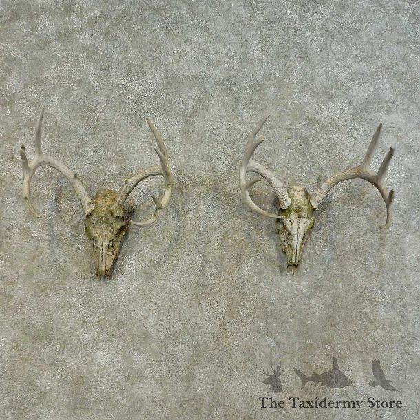 Whitetail Deer Skull European Mount For Sale #16290 @ The Taxidermy Store