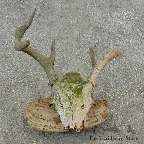 Whitetail Deer Skull & Antler Rustic Mount For Sale #16729 @ The Taxidermy Store