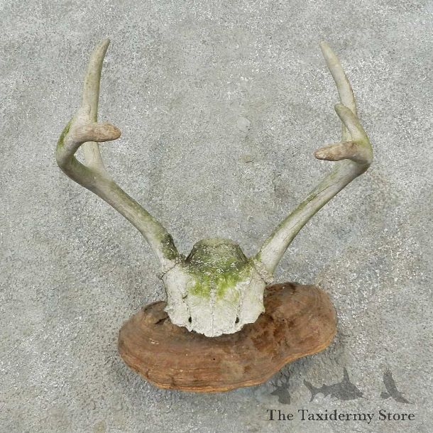 Whitetail Deer Skull & Antler Rustic Mount For Sale #16732 @ The Taxidermy Store