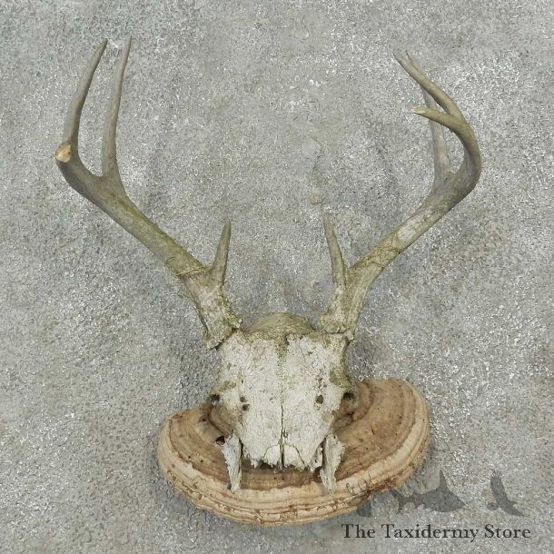 Whitetail Deer Skull & Antler Rustic Mount For Sale #16733 @ The Taxidermy Store